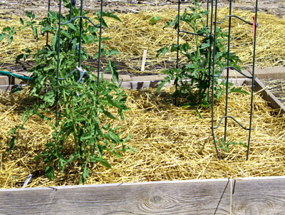 straw mulch around tomatoes